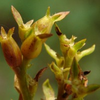 Knoxia spicata (Thwaites ex Trimen) Ridsdale
